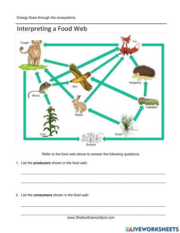 Food Web