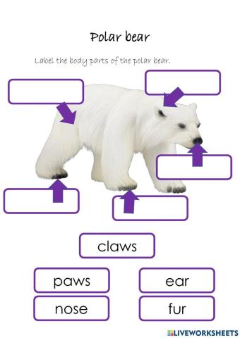 Polar bear body parts