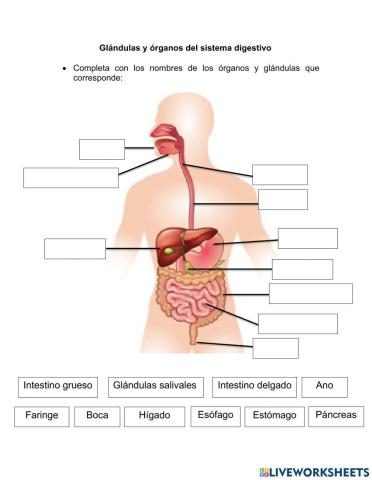 Sistema digestivo