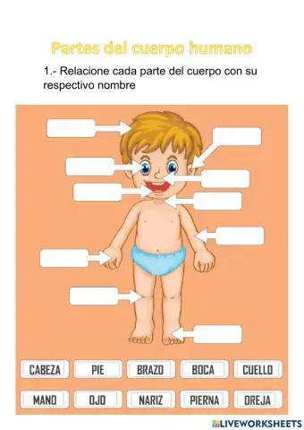 Partes del cuerpo humano