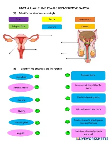 Unit 4.2 : structure