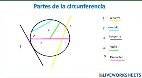 Partes de la circunferencia