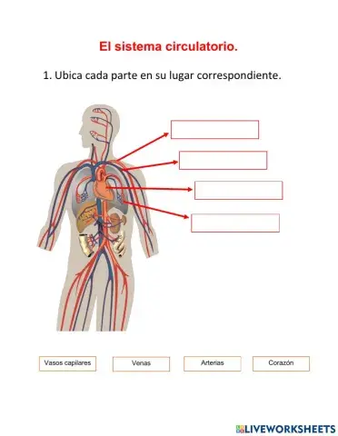 Actividad sistema circulatorio 2ª