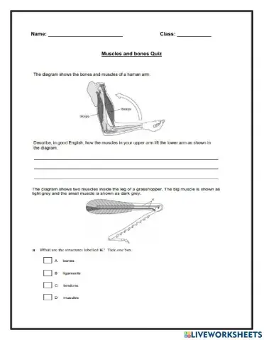Muscles and bones Practice quiz