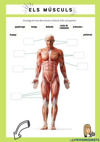 Els músculs