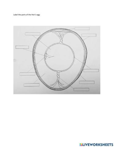 The parts of a hen's egg