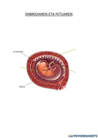Enbrioia eta fetoa