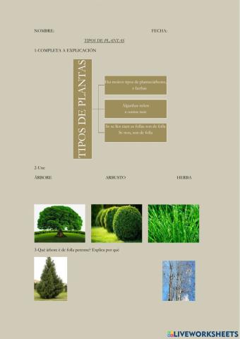 Tipos de plantas