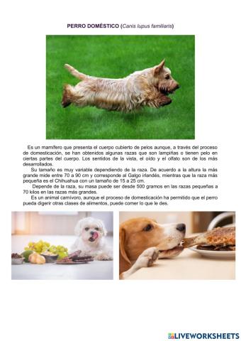 Información del perro doméstico.