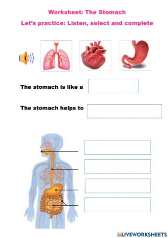 The Human Stomach