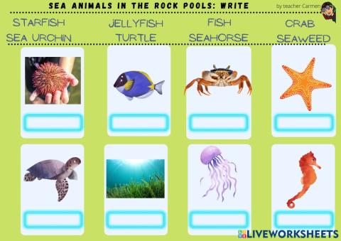 Rock pool animals