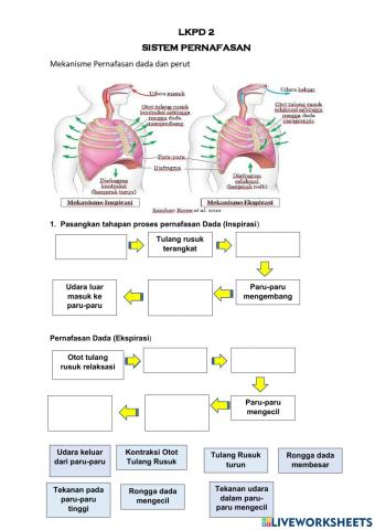 LKPD 2 Sistem Pernafasan Kelas 8