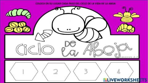 Ciclo de vida de la abeja