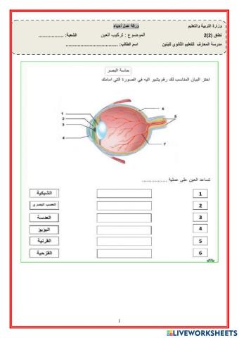 تركيب العين