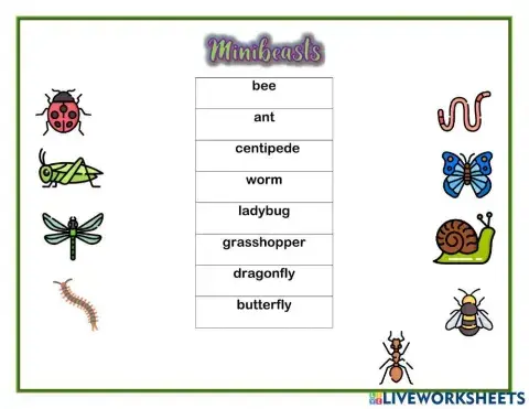 Insects vocabulary