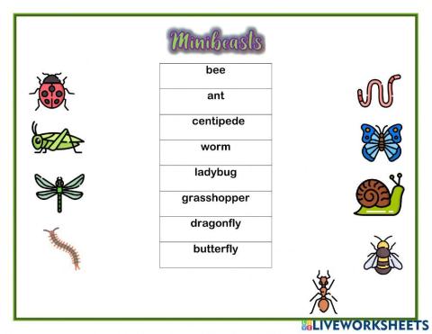 Insects vocabulary