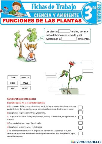 Partes y caracteristicas de la planta