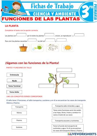 Plantas funciones de la raiz y tallo