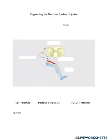 Organizing the Nervous System: Injuries