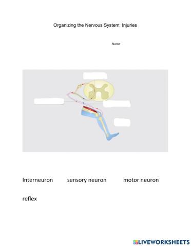 Organizing the Nervous System: Injuries