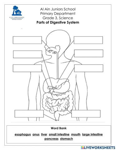 Basic Parts of Digestive System