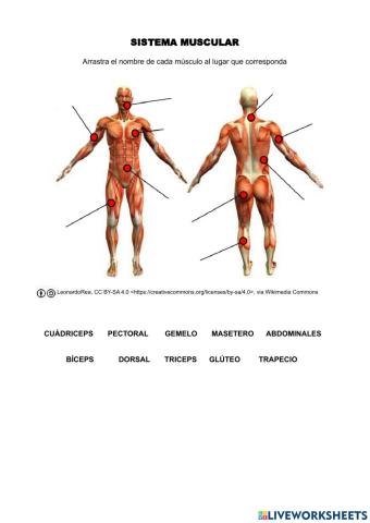 Sistema muscular