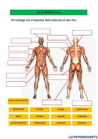 Els músculs