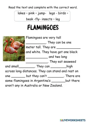 Wild animals - Flamingoes