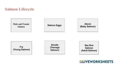 Salmon Lifecycle Drag and Drop