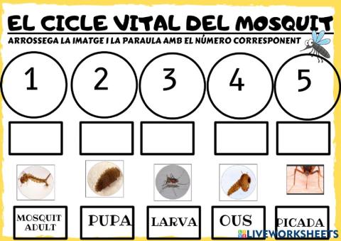 El cicle vital del mosquit