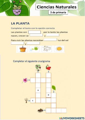 La planta