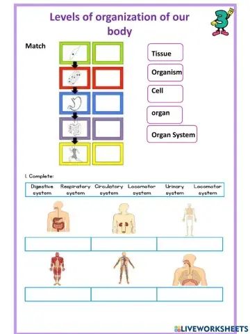 The body system