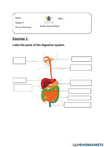 grade 5 digestive system worksheet cedar house school