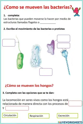 Movimientos de los hongos