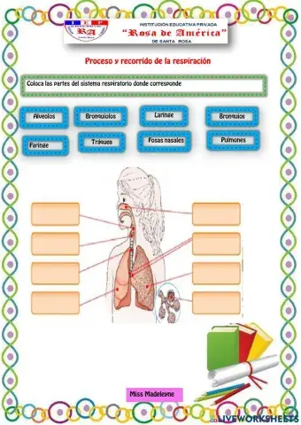 Recorrido y proceso de la respiración