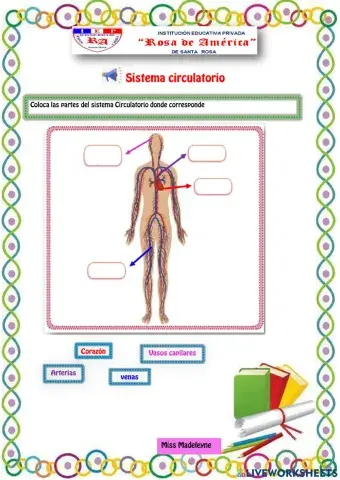 Sistema circulatorio