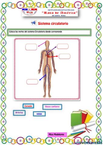 Sistema circulatorio