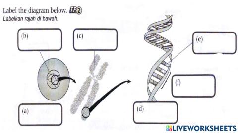 Sc T4 Bab 5 Genetik Latihan 1