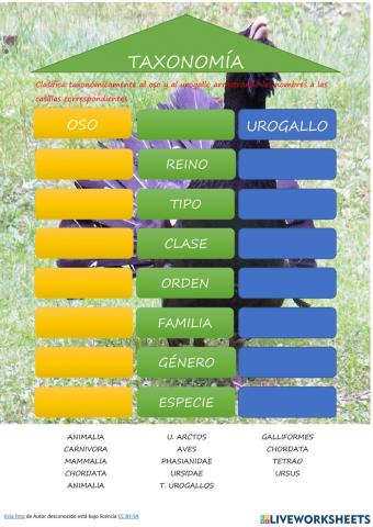 Taxonomía oso y urogallo