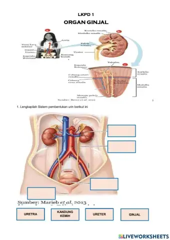 LKPD 1 Sistem Ekskresi
