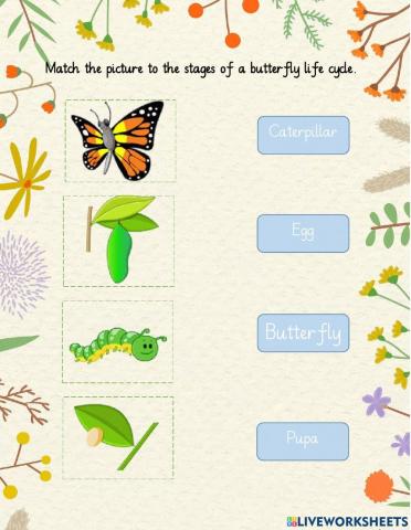 Life cycle of butterfly