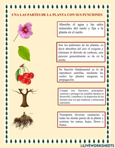 Las plantas y sus funciones