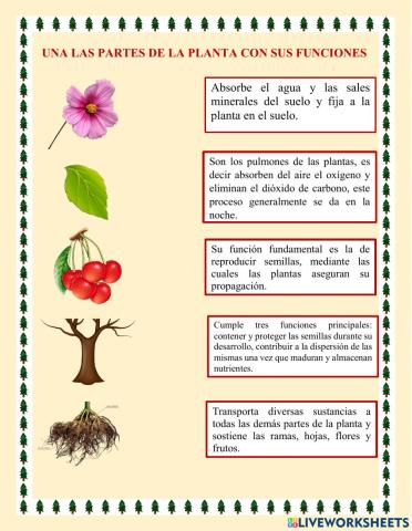 Las plantas y sus funciones