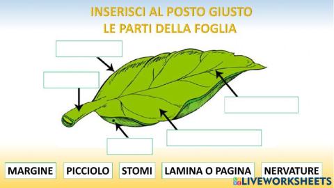 Scienze la foglia