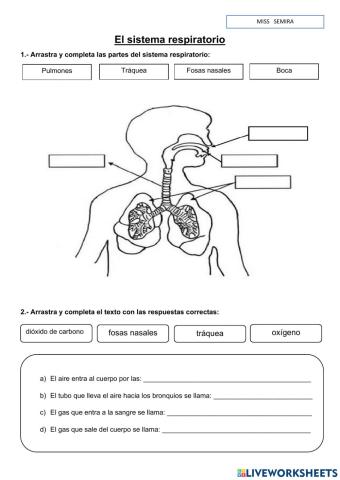 El sistema respiratorio