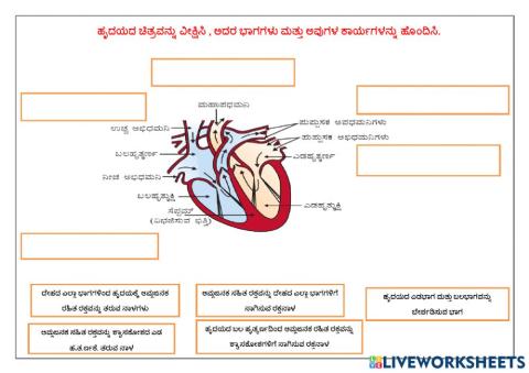 Heart & its parts functions