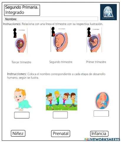 Etapas de desarrollo humanos