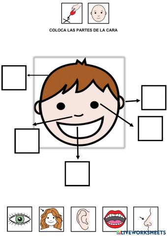 Partes de la cara