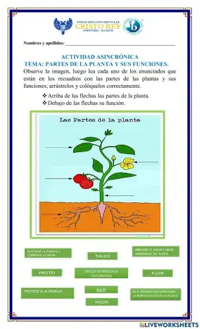 Las plantas y sus funciones