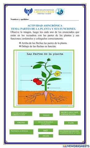 Las plantas y sus funciones